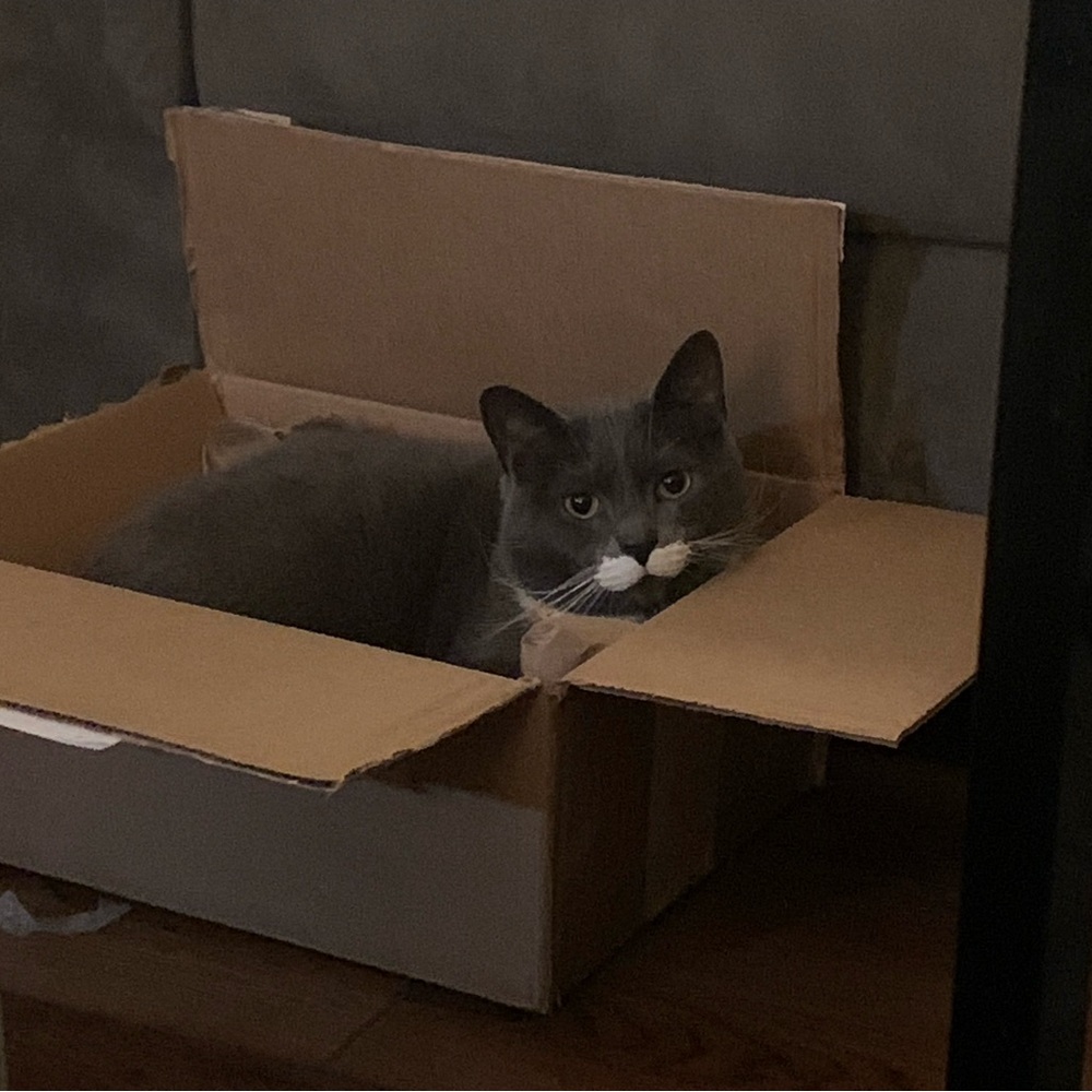 Meet your Posher, Preston